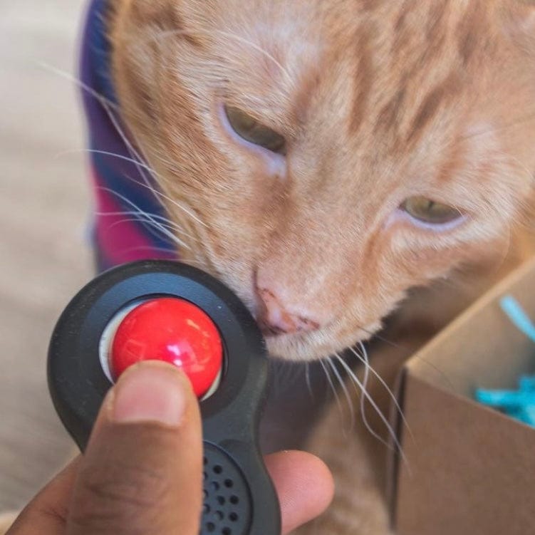 08_Clicker_lifestyle_with_cat.jpg