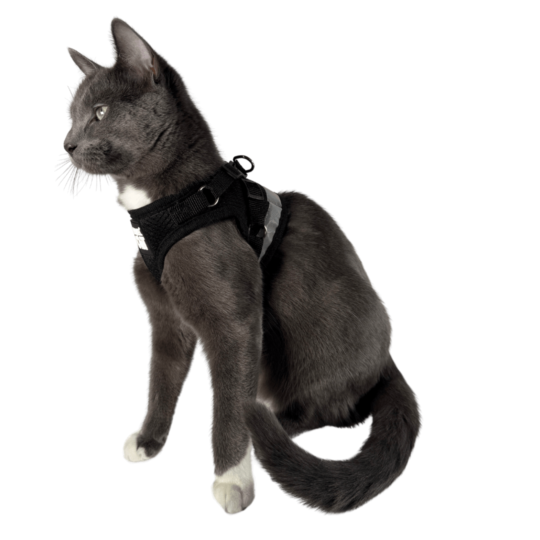 8_0f256a10-7f13-46e4-9826-8f502aea78ac.png