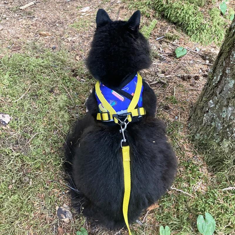 90sHarness-CatPic3_3fc7dcfb-aed7-49fb-a42f-2dac6c138179.jpg