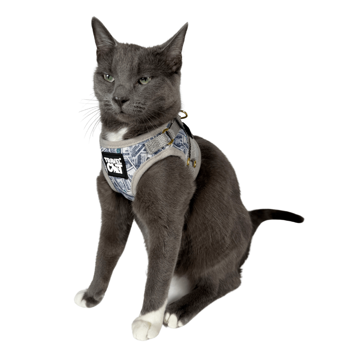 CASHCAT3_4_1.png