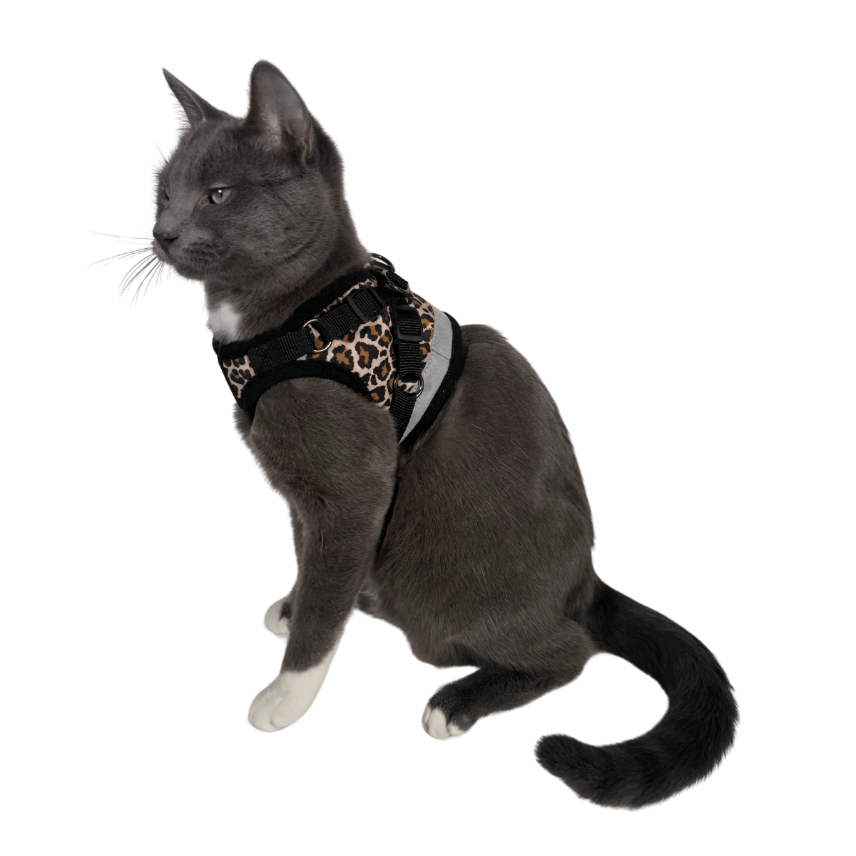 CHEETAHSIDE_f1861599-e410-47fc-9521-78f11e36a4e4_1.png