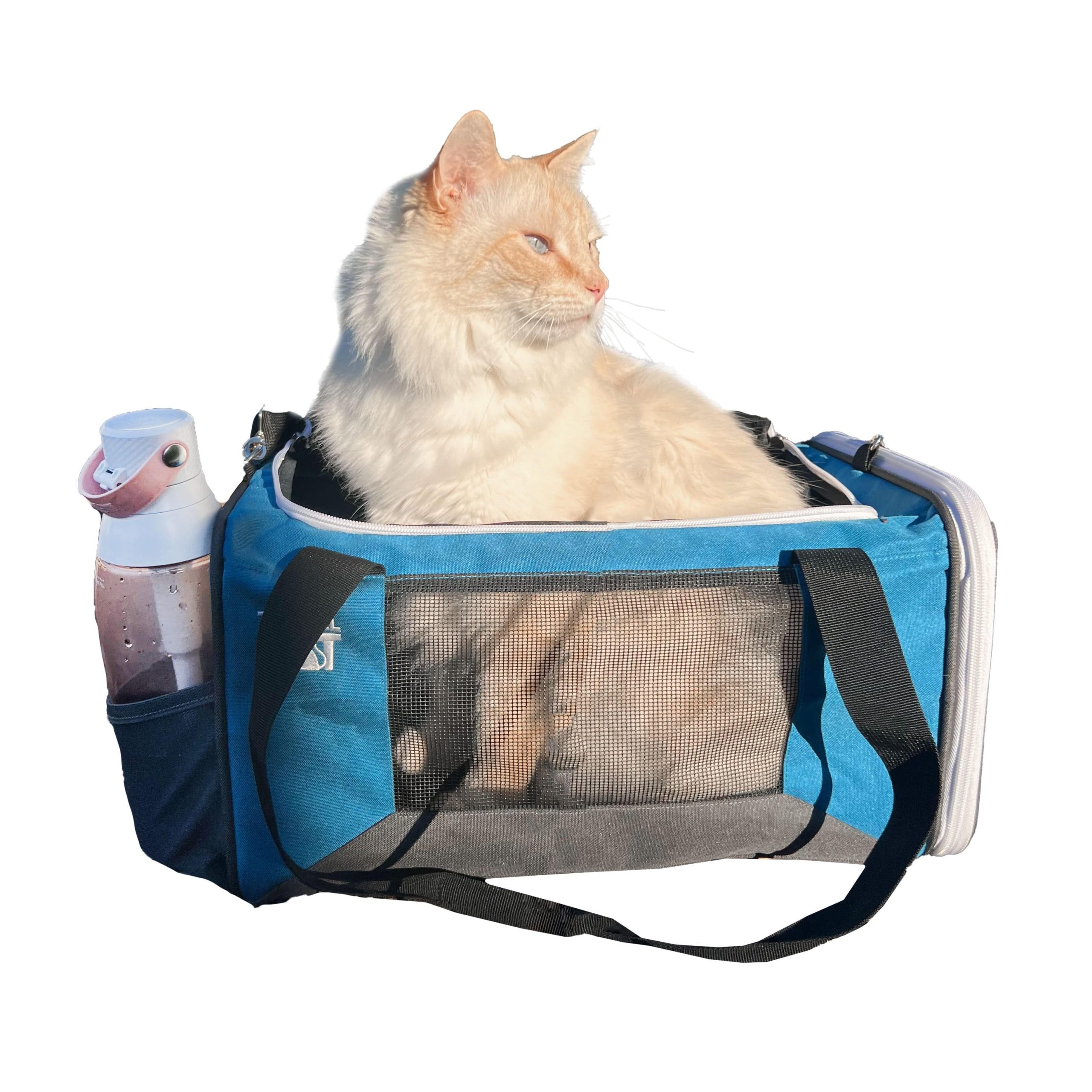 Cat_in_the_Odyssey_2496867a-55ae-4219-8f95-acb667a85aa2.jpg