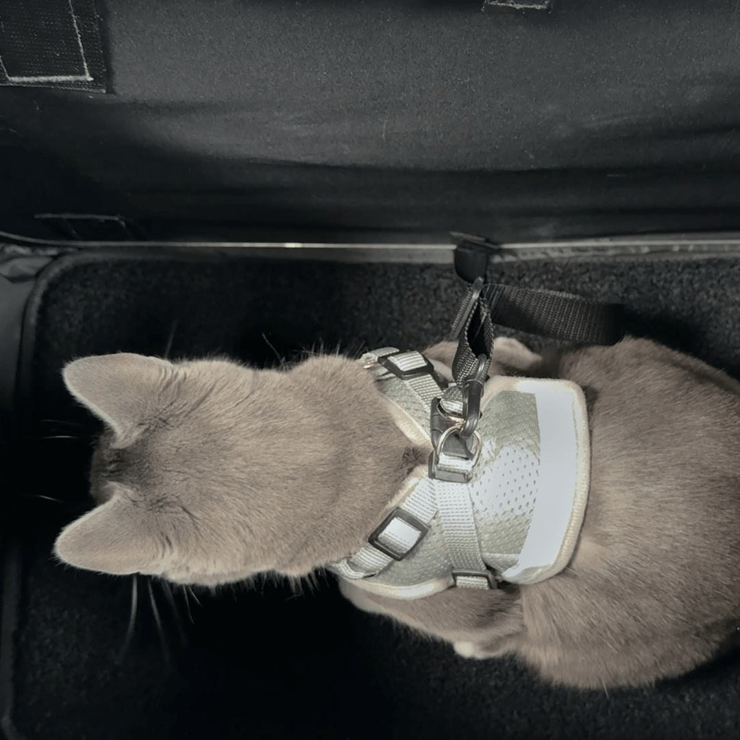 IMG_7081.00_00_31_38.Still001.png