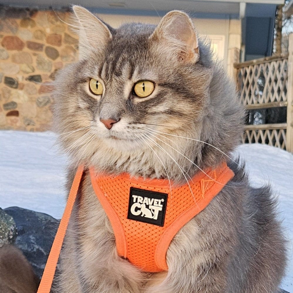 True_Adventurer_Chewy_Orange_Close_Up_93da1149-2a5d-4ddc-a551-42302b4545d8.jpg