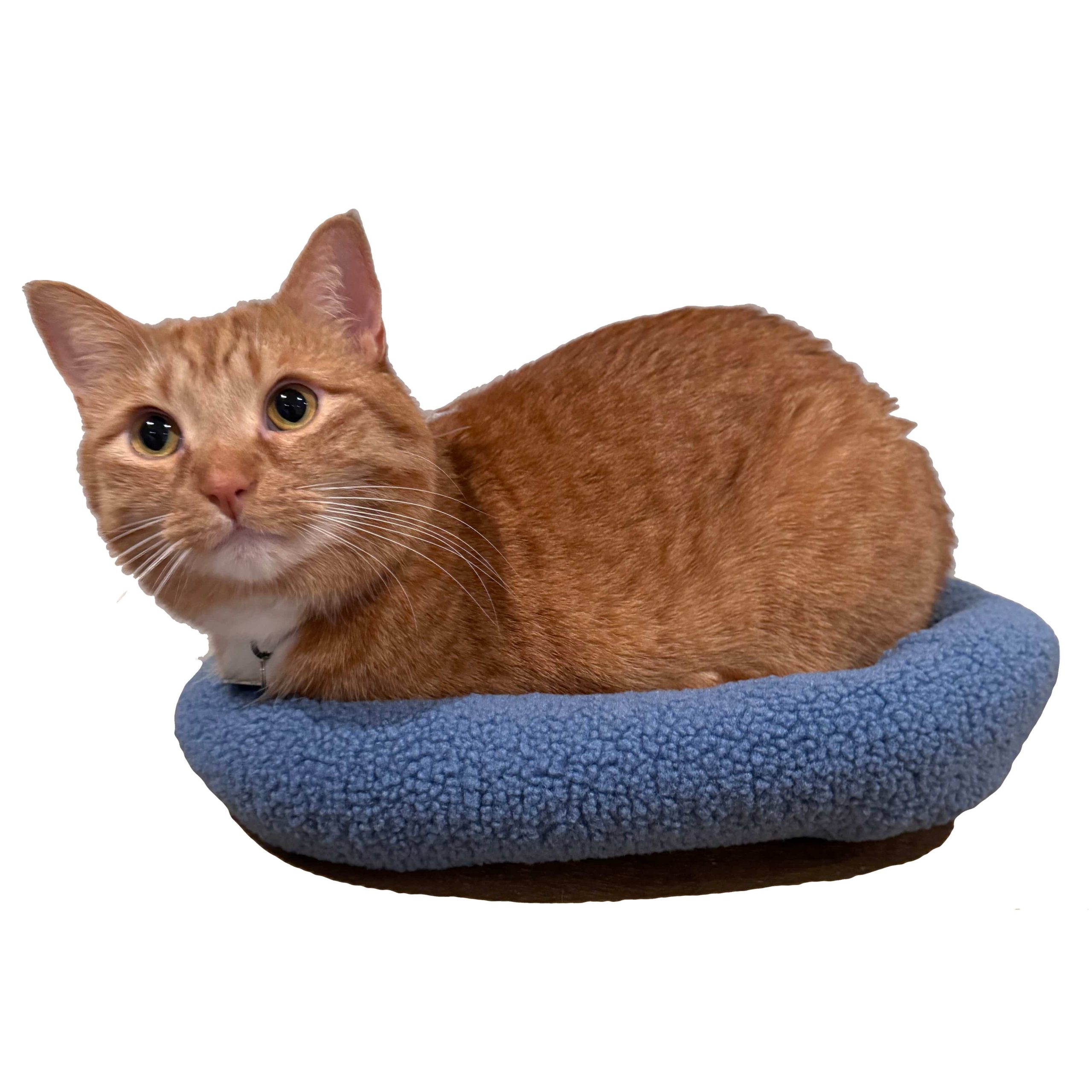 bluebed2sqaure.jpg