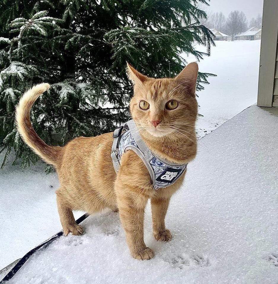 cashcat_1.jpg