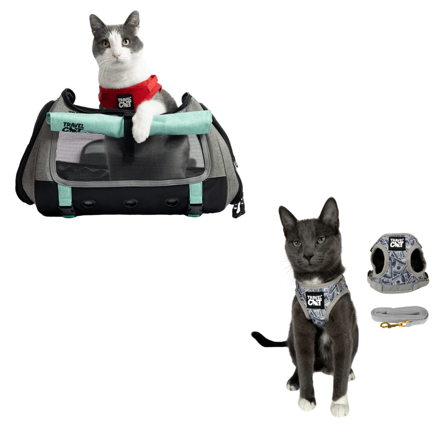 transpurrter_teal_7976867b-e278-4a3c-9a5d-fdd063e81e28__cash_cat.png
