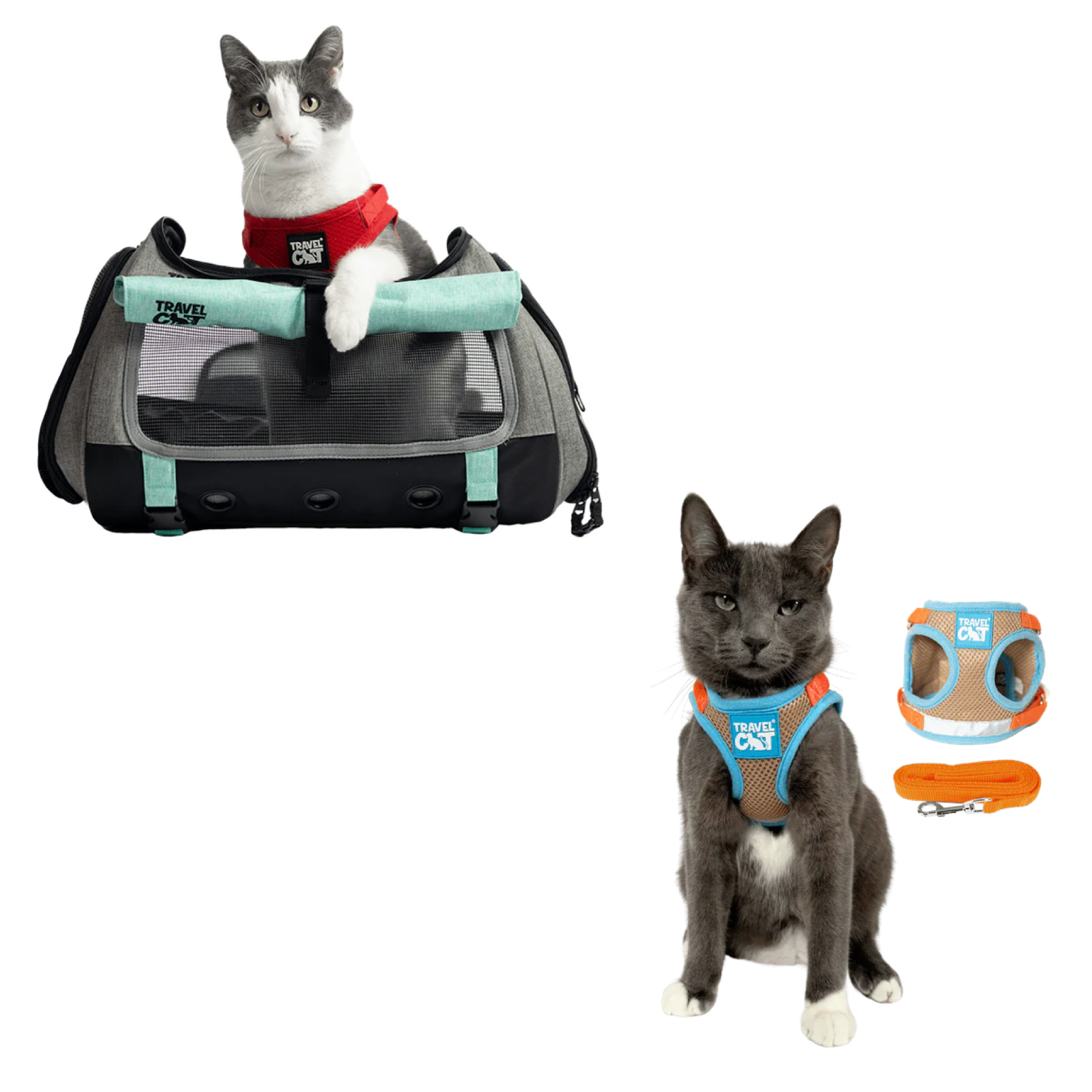 transpurrter_teal_7976867b-e278-4a3c-9a5d-fdd063e81e28__oasis_1.png