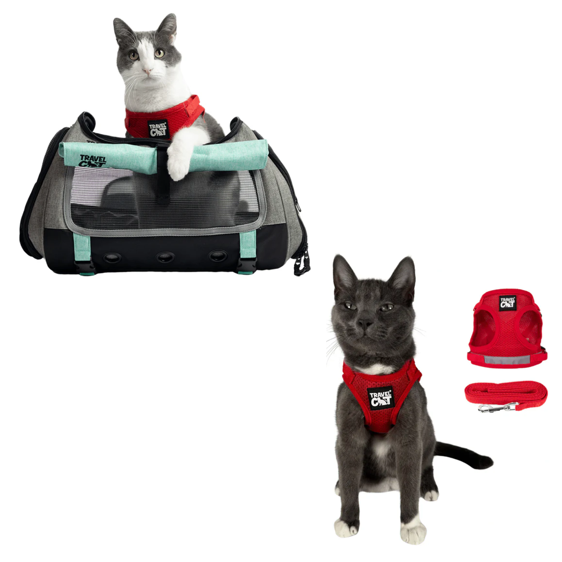 transpurrter_teal_7976867b-e278-4a3c-9a5d-fdd063e81e28__red_1.png